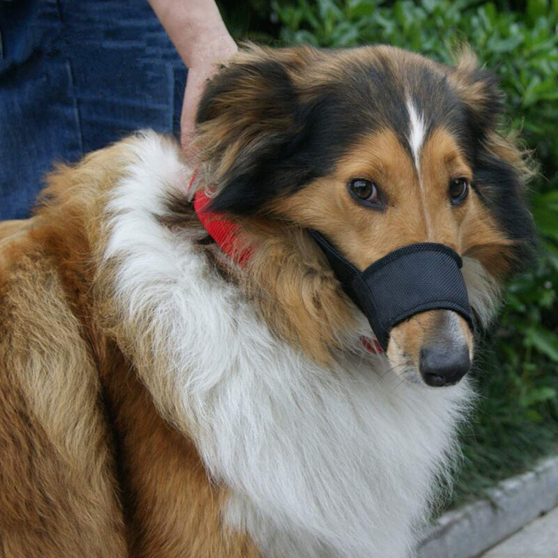 [Australia] - JYHY Nylon Dog Muzzle - Adjustable Quick Fit pet Muzzle Prevent from Biting Barking and Chewing for Small Medium Large Dogs Blue 