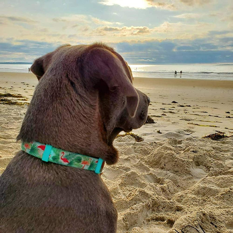 [Australia] - YUDOTE 8 Patterns Dog Collars, Floral Scent Adjustable Collars for Small Medium Large Dogs Medium(Neck 12"-19") Flamingo-Blue 