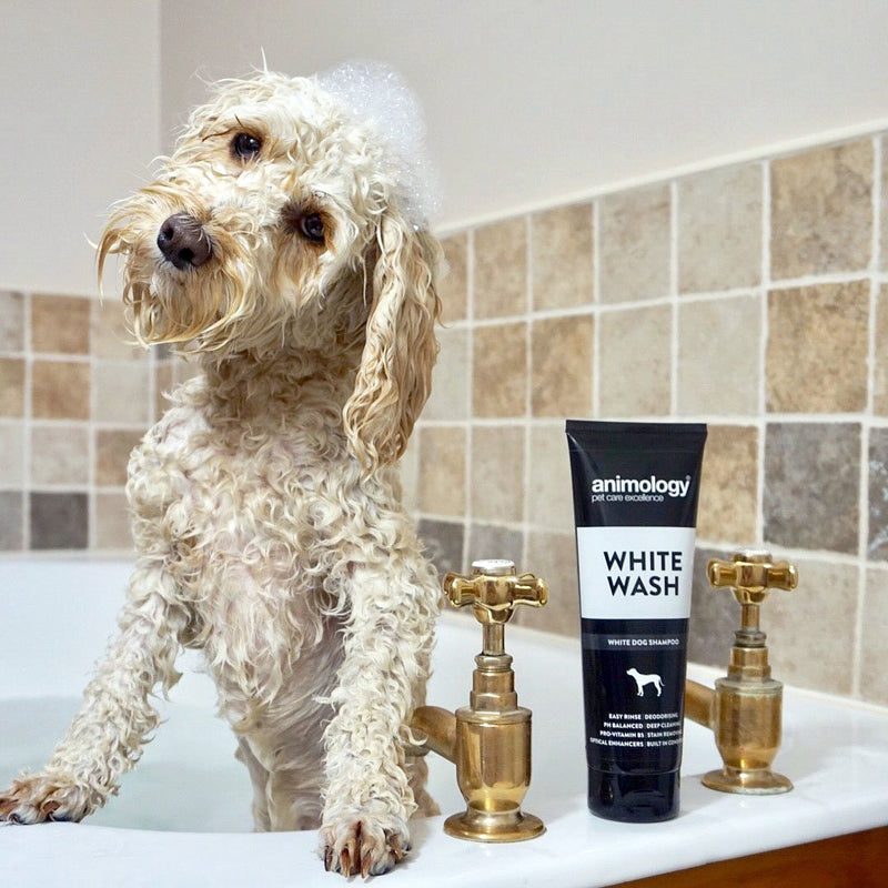 ANIMOLOGY White Wash Shampoo  Dog Coat Enhancer Formula  Dog Shampoo for Dirt and Dust Removal  Reduces Irritation Chance - Pet Shampoo with Dog Conditioners and Vitamin B5 for a Pleasant Dog Bath- 250ml - PawsPlanet Australia