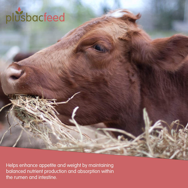 Plusbac Feed 1 Litre, Fermented Herb Feed Supplement - For Horses, All Pets, Cats, Dogs, Chickens, Pigs, Cows, Poultry and Fish - PawsPlanet Australia