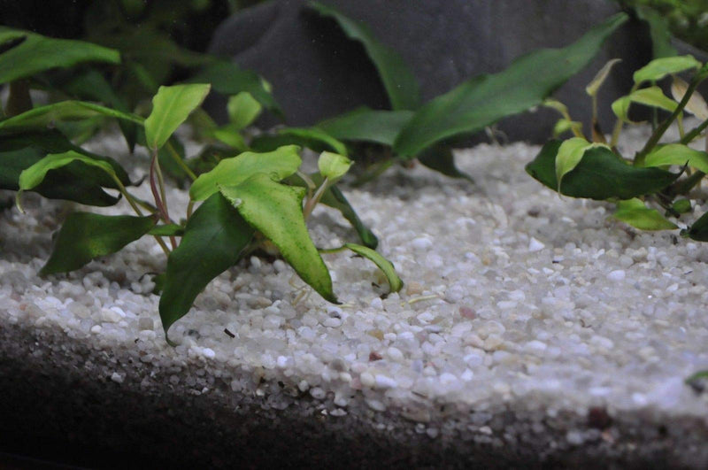TM Aquatix Aquarium Sand Natural Fish Tank Gravel Plant Substrate (1kg, Light 2-3mm) 1kg - PawsPlanet Australia