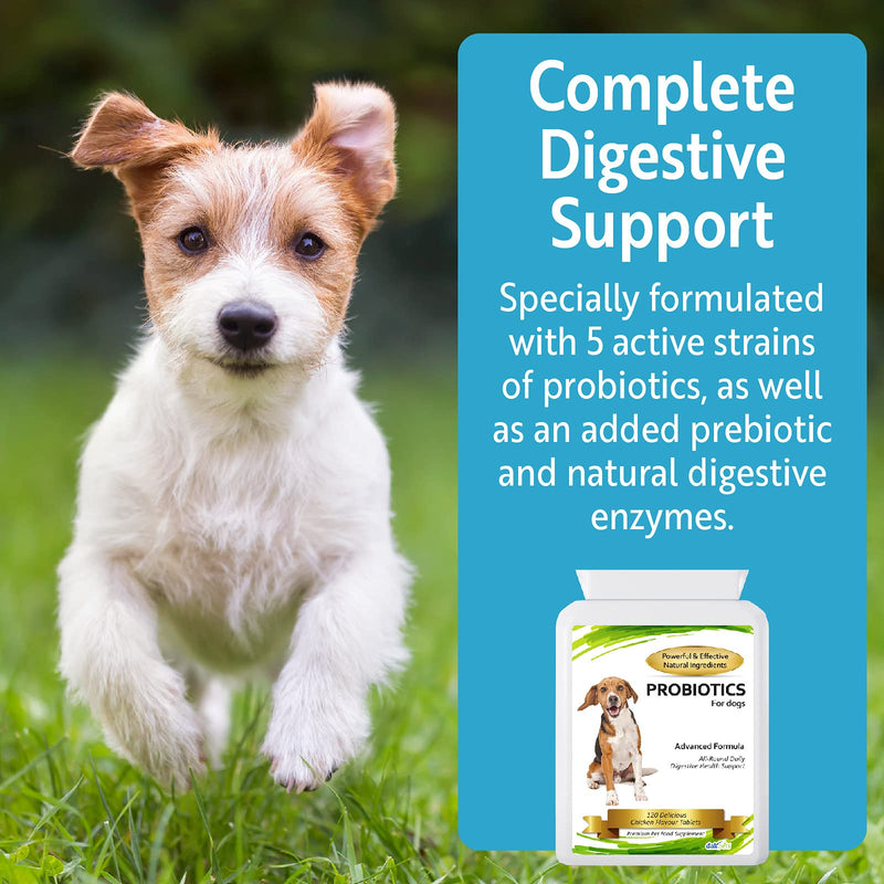 DakPets Probiotics for Dogs | Cat and Dog Probiotics for Bad Breath, Wind, Diarrhoea and More | Natural Itch Relief for Dogs and Dog Yeast Infection Treatment | UK-Made Dog Supplements - PawsPlanet Australia