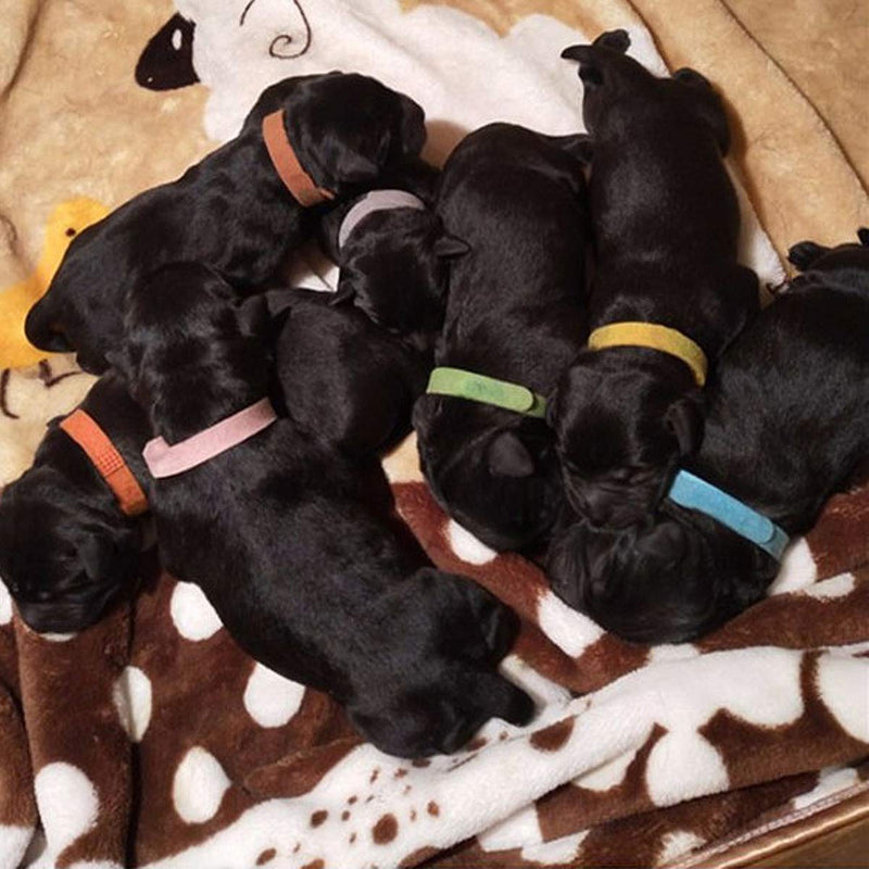Cozlly Pack of 15 35 cm puppy collars for breeders, adjustable puppy ID collars, soft puppy kitten collars, small identification collars for newborn puppies kitten pets - PawsPlanet Australia