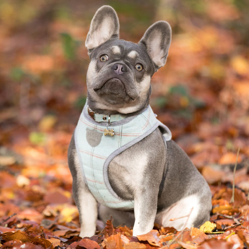 HUGO & HUDSON Tweed Vest Dog Harness - Adjustable Rear Buckle No Choke Harnesses for Training and Walking - Comfortable Soft Padding - Aqua Checked - XS - PawsPlanet Australia