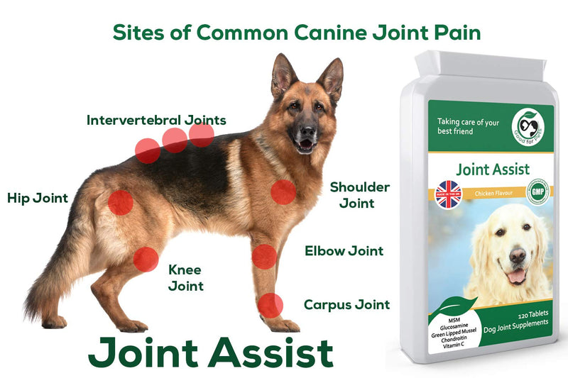 JOINT ASSIST ~ Joint Supplements For Dogs ~ Contains A Powerful Blend Of Natural Glucosamine for Dogs, Green Lipped Mussel & MSM ~ Aids Stiff Joints & Supports Joint Health In Older Dogs. 120 - PawsPlanet Australia