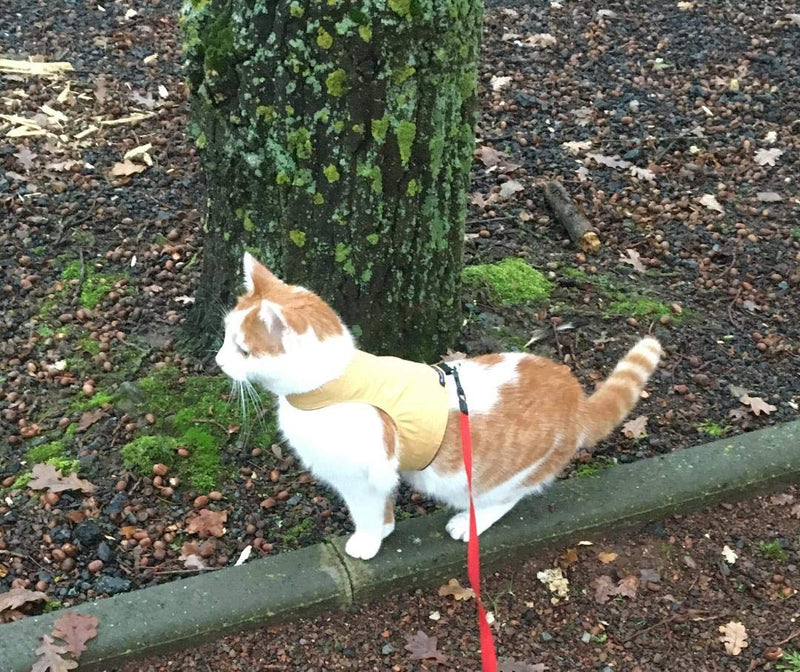 Mynwood Cat Jacket/Harness Caramel Adult Cat - PawsPlanet Australia