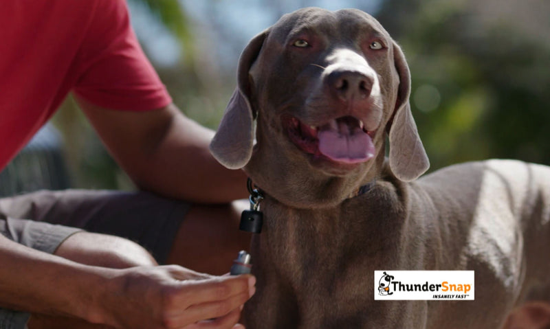 ThunderSnap Quick-Connect Dog Leash (Medium/Large, Black) Medium/Large (26-60 lbs) - PawsPlanet Australia