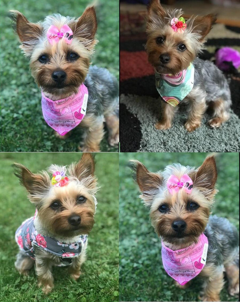 Masue Pets 50pcs in Pairs Dog Hair Bows with Rubber Bands Rhinestone Pearls Bows Bowknot Bows Dog Topknot Bows Cute Dog Hair - PawsPlanet Australia