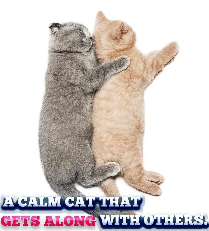 [Australia] - Pet MasterMind Cat Spray Cat Calming Spray 