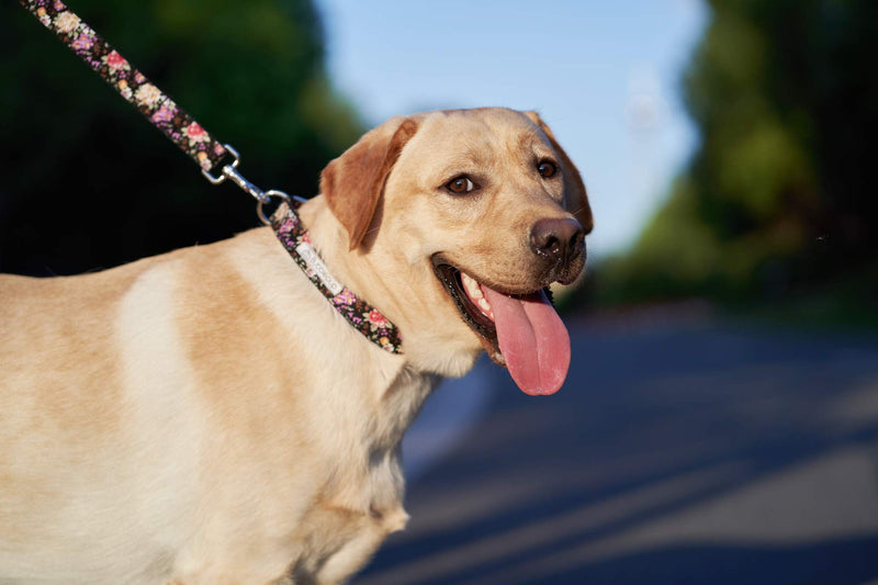 [Australia] - Bubblepup Dog Collar and Leash Set, Dog Collar with Leash Set Adjustable Dog Collar and Leash for Small Medium Large Dogs XS black flower 