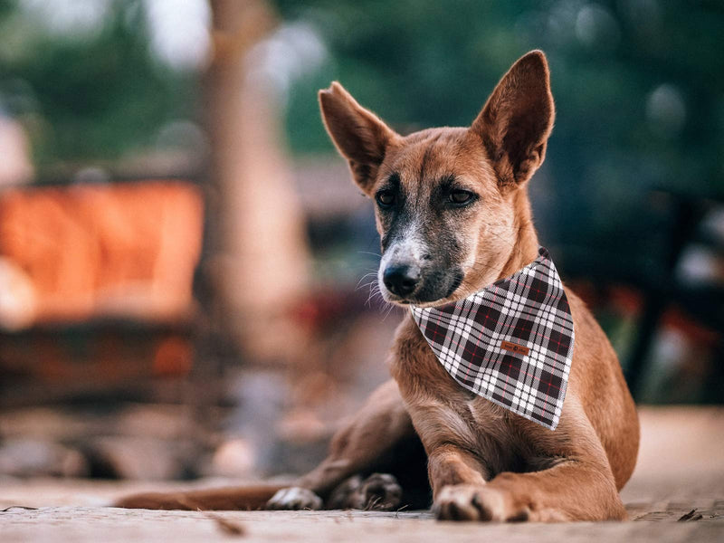 Lionet Paws Dog Bandana Washable Cotton Handkerchief Scarf Triangle Bandana for Small Medium Large Dogs Black Grid - PawsPlanet Australia
