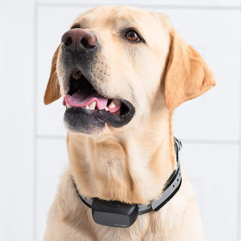 [Australia] - BRISON Dog Training Collar - 3 Modes - Humane Rechargeable Waterproof Anti Bark Collar for Small Medium and Large Dogs with Remote Trainer E-Collar 1000 ft 