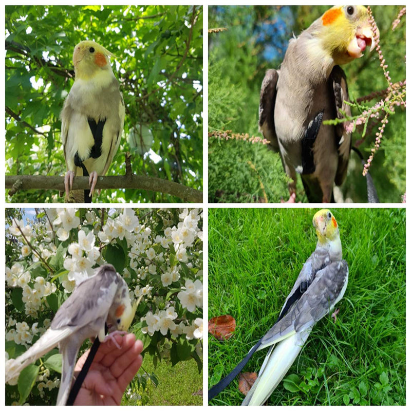 [Australia] - Bird Harness - Bird Leash for Conures- Adjustable Parrot Leash, Bird Nylon Rope, Anti Bite, Suitable for All Kinds of Parrots, Dove（M） 