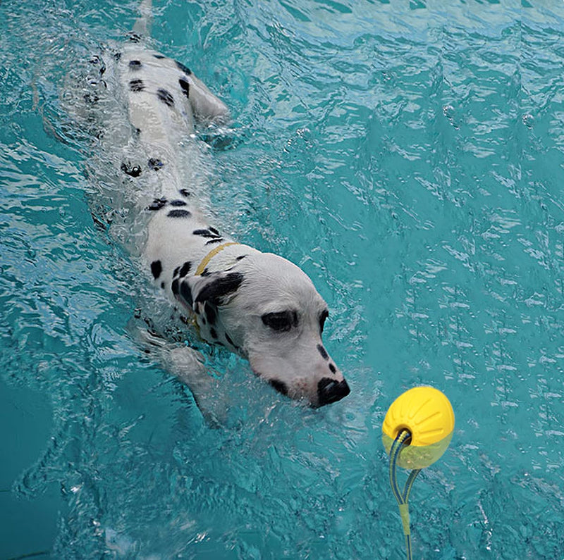 Ball with Rope Dog Toy,Fling Dura Foam Ball Dog Toy,Dog Water Float Toy Ball，Small Medium Large Dog Tug Toy (2.75inch(Small &Medium Dog)) 2.75inch(Small &Medium Dog) - PawsPlanet Australia