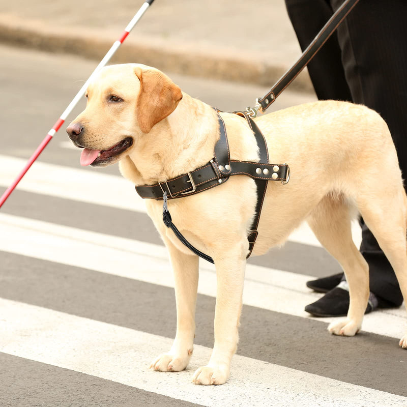 5 Pcs Safety Dog Collar Clips Prong Dog Collar Backup Adjustable Reflective Nylon Dog Collar Connectors Metal Double Ended Backup Clasp for Dog Harness Pet Bright Color - PawsPlanet Australia