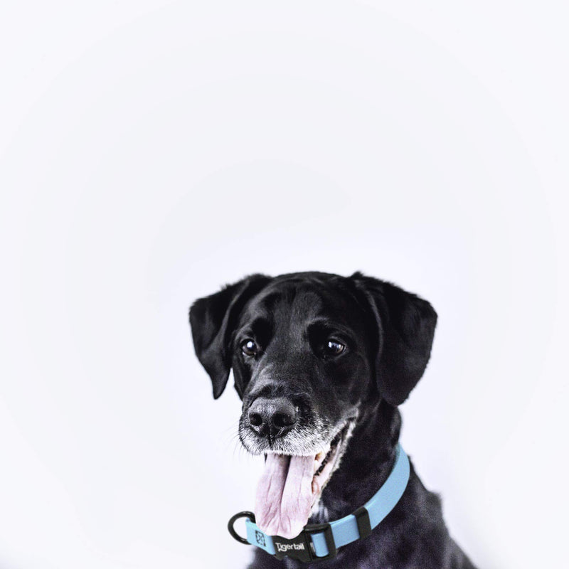 [Australia] - Tiger Tail Urban Nomad Dog Collar – Lightweight Waterproof & Odor Proof Dog Collar Medium (14" - 22") Teal 