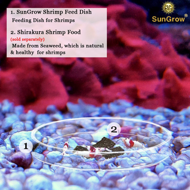 Tough Borosilicate Glass Shrimp Feed Dish, Never Run out Of Food for Shrimps, Prevent Food Spilling, Heavy-Duty, Transparent Basin, for Shrimp Food or Fishs Tubifex Worms - PawsPlanet Australia