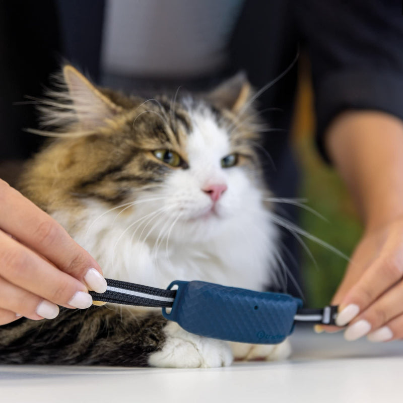 Tractive GPS CAT 4 Collar Attachment x3 - PawsPlanet Australia