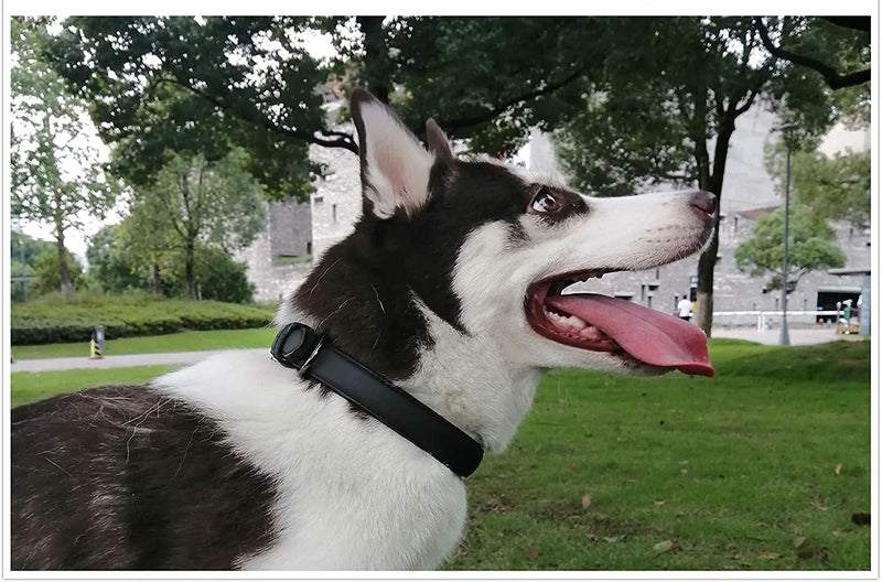 XCZAP Leather Collar for Large Medium Small Dogs Leather Lined Heavy Duty Exquisite Durable Adjustable with Built-in Pull (Small, Iron) Small - PawsPlanet Australia