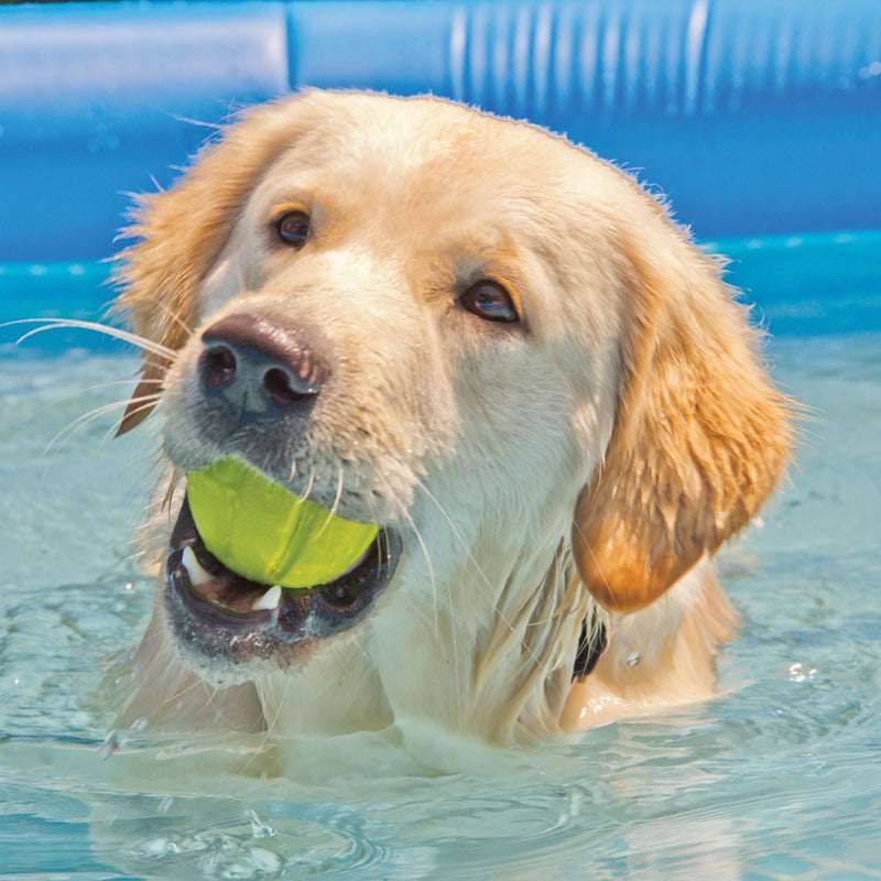 Hyper Pet Chewz Dog Toys for Large Dogs (Dog Ball, Dog Bone & Dog Stick Dog Chew Toys) [Lightweight, Resilient EVA Foam Dog Toy is Safe on Teeth, Easy to Clean, & Floats on Water for Interactive Play] - PawsPlanet Australia