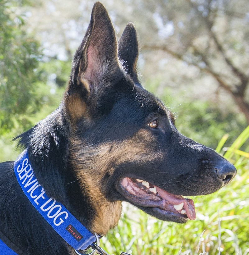 SERVICE DOG (Do Not Disturb/Dog Is Working) Blue Colour Coded S-M L-XL Dog Collars PREVENTS Accidents By Warning Others Of Your Dog In Advance (S-M) Small-Medium Collar - PawsPlanet Australia