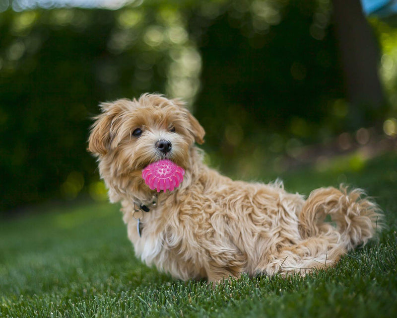 Petper Cw-0048EU Dog Ball Toy, Pink - PawsPlanet Australia