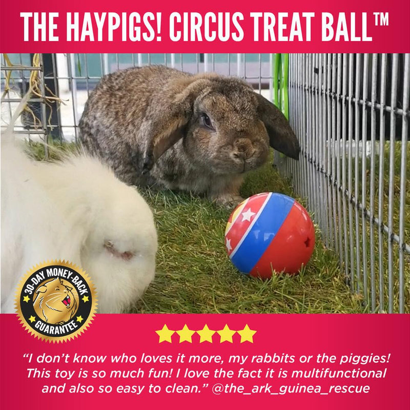 HAYPIGS Treat Ball Variation 1. Treat Ball - PawsPlanet Australia