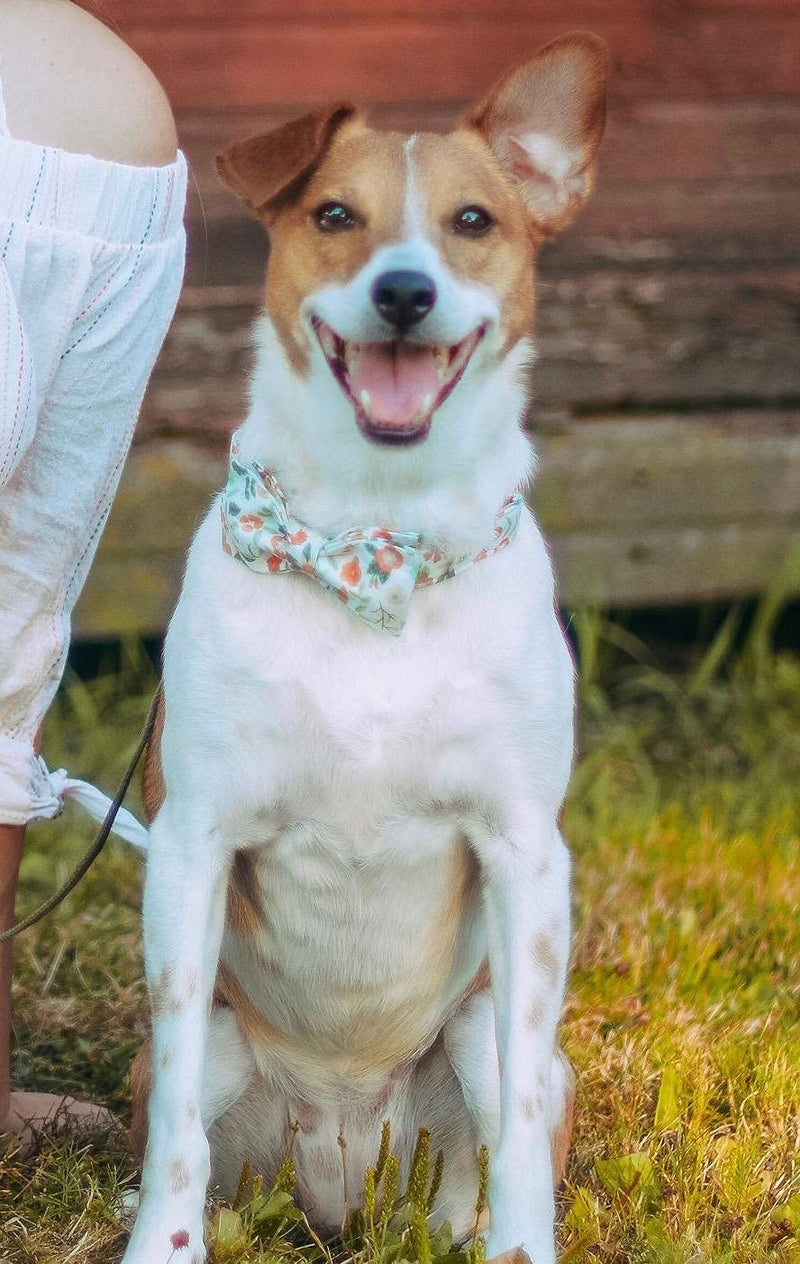 Elegant little tail Dog Collar with Bow, Comfotable Dog Bowtie, Bowtie Dog Collar Adjustable Dog Collars for Small Medium Large Dogs and Cats X-Large (Pack of 1) Green flower - PawsPlanet Australia