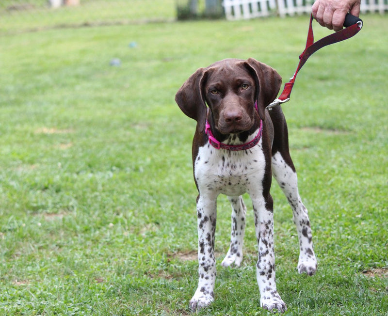 [Australia] - Leashboss Traffic Handler - Short Dog Leash with Traffic Handle for Large Dogs for Double Dog Couplers, Service Dogs, and Training 12 Inch Red 