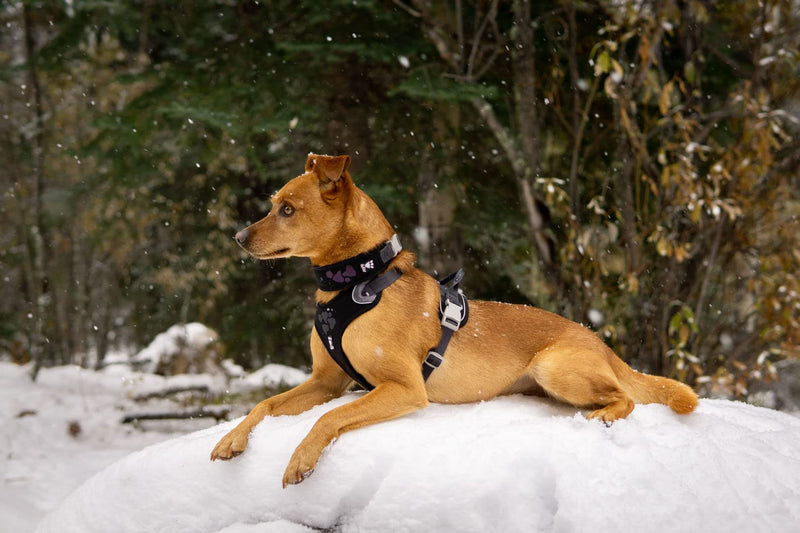 Hurtta Weekend Warrior Dog Harness, Chest Harness for Dogs, Black 45-60 cm Multi 18-24 in - PawsPlanet Australia