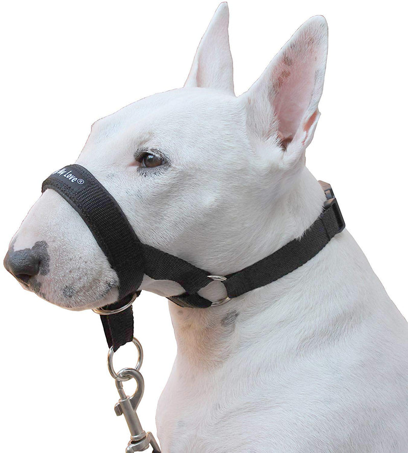 [Australia] - Dog Head Collar Halter Black 6 Sizes M: 8.25"-10.25" Snout 