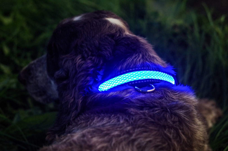 Illuminated Apparel Rechargeable LED Light Up Dog Pet Collar (Blue, M/L (41-51cm)) Blue M/L (41-51cm) - PawsPlanet Australia