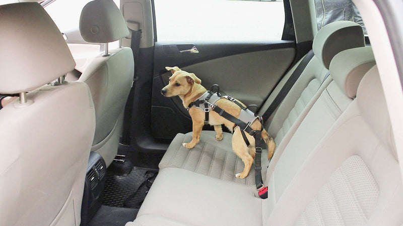 Kerbl 81336 Travel Protect car safety harness, XS, gray - PawsPlanet Australia