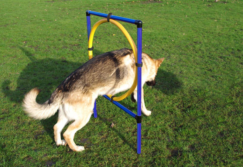Pet Brands Agility Hood Jump, Blue/Yellow - PawsPlanet Australia