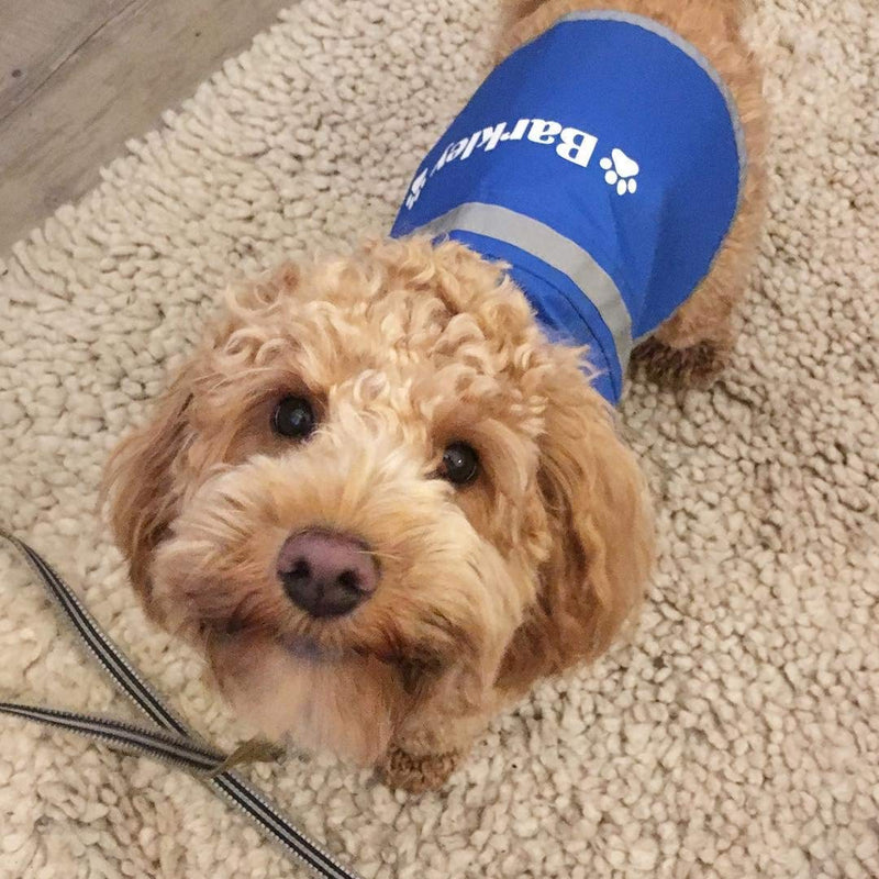 Spoilt Rotten Pets Blue Small For Westies, Shih-tzu & Cockerpoo Sized Dogs Custom Personalised High Visibility Lightweight Coat For Dogs (Blue, Small) - PawsPlanet Australia