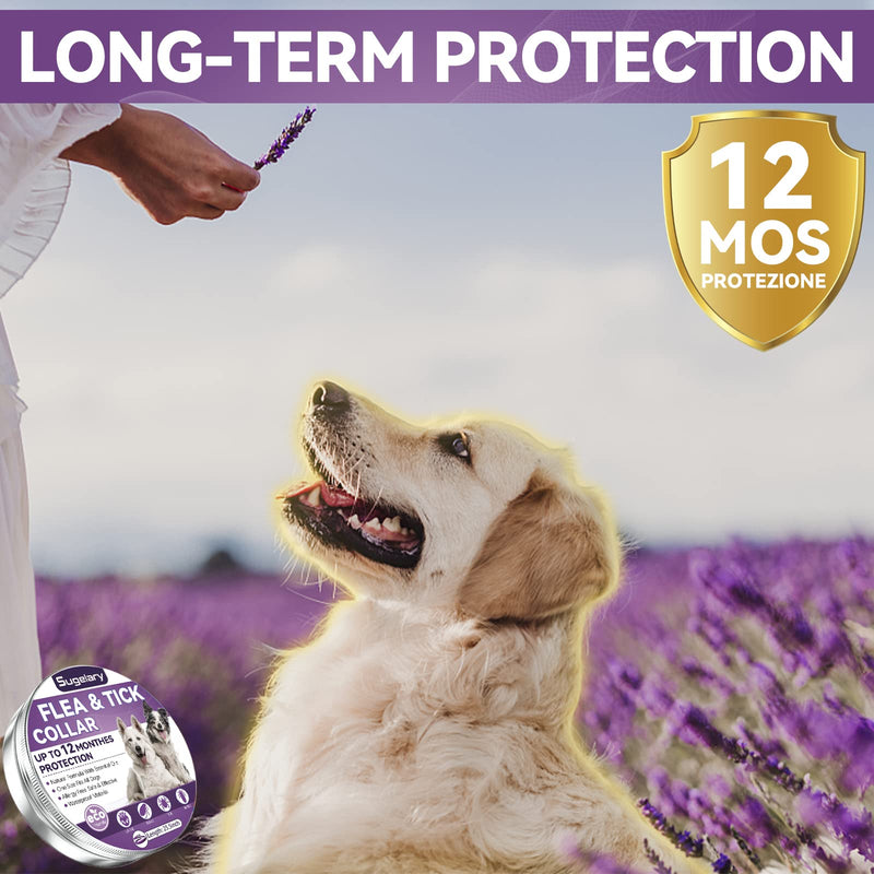 Sugelary Flea and Tick Collar for Dogs, 12 Months Protection Flea Treatment for Dogs Natural Adjustable Waterproof Dog Flea Collar Flea Treatment Collar for Small, Medium and Large Dogs (1Pack) Essential oil-1 - PawsPlanet Australia