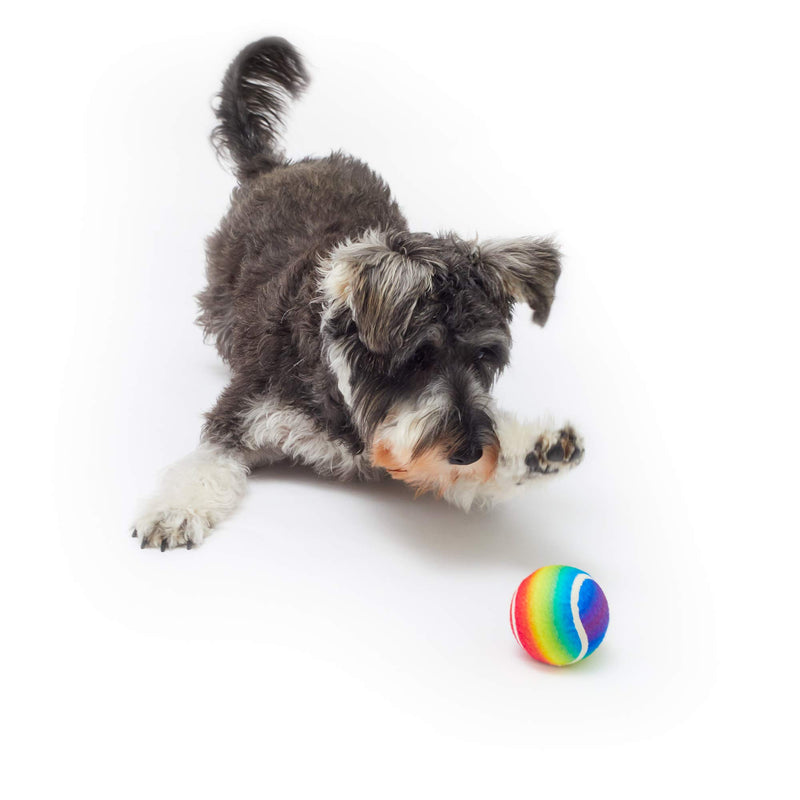 Pet London Rainbow Dog Tennis Balls-Squeaker Inside-Set of 3-Dog Ball Toys for Squeaking - Celebrate Your Dog's Happy Birthday or any Occasion - Perfect Dog Party Gift Toy-Bday Balls (Regular) Regular - PawsPlanet Australia