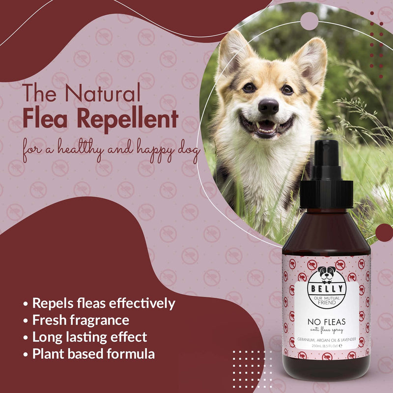 Belly Dog Flea Spray - An Ideal Puppy Flea Treatment Dog Spray - Natural Flea Treatment for Dogs - Dog Flea Treatment for Puppies - An Alternative To Flea Dog Collar & Flea Shampoo for Dogs, 250 ml - PawsPlanet Australia