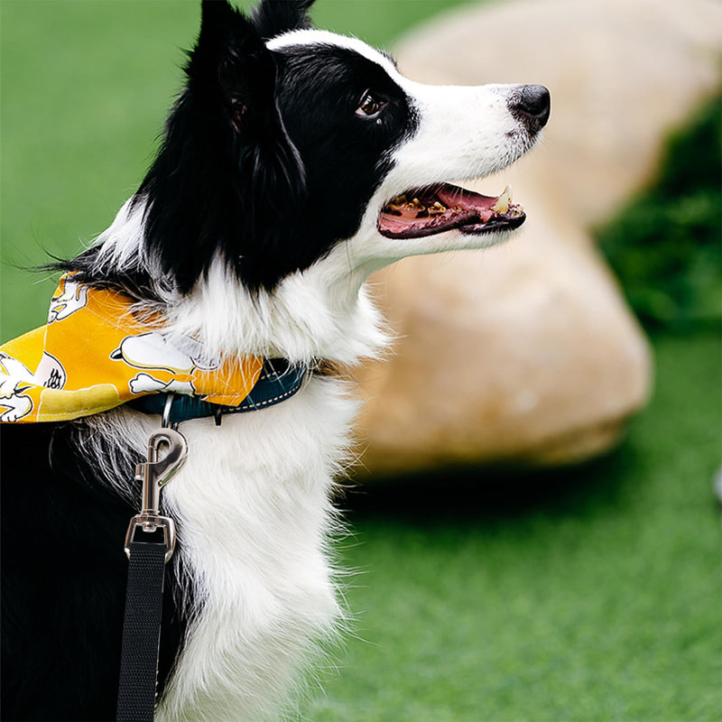 StarJoy Tow Lead for Dogs 5M 10M 15M Long Dog Lead Training Lead for Small Medium Large Dogs (5m) - PawsPlanet Australia
