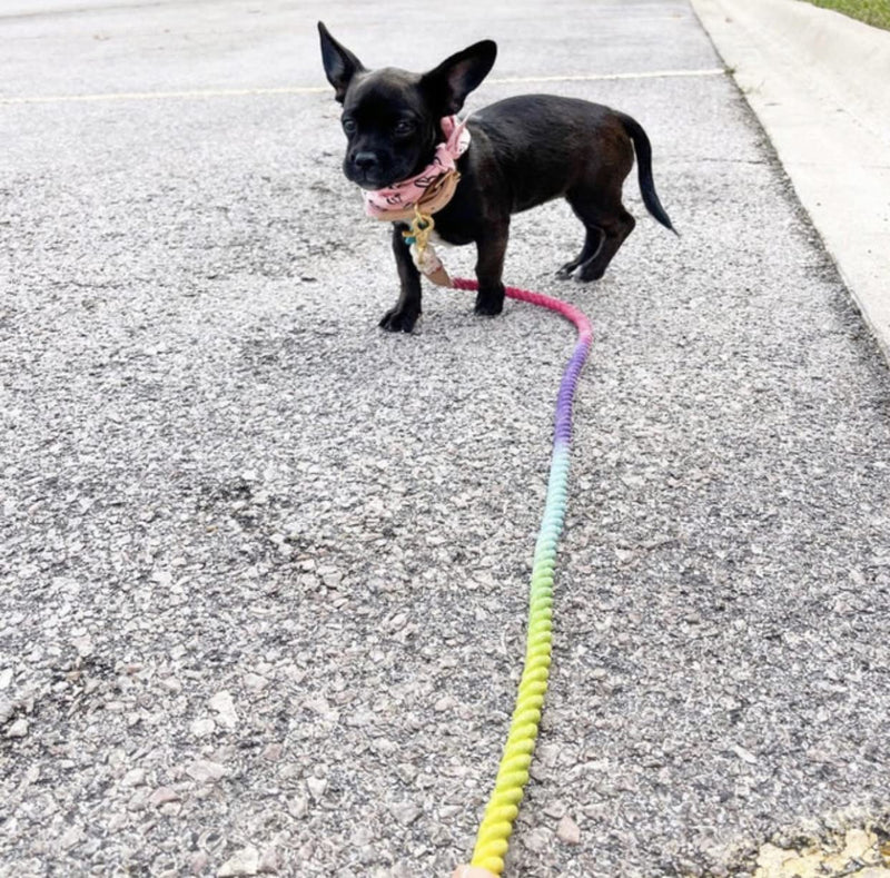 BULPET Eco Friendly Organic Cotton Durable Dog Ombre Rainbow Rope Leash with Brown Leather and Gold Brass Hardware / All Dogs - PawsPlanet Australia