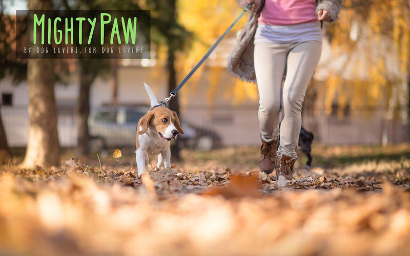 [Australia] - Mighty Paw Reflective Dog Leash - 6 Feet, Premium Quality Dog Leash with Neoprene Padded Handles Grey/Green 