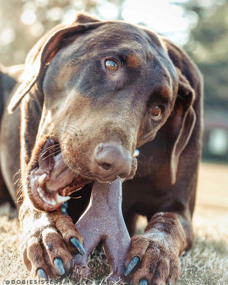 [Australia] - SPOT Bambone Wish Bone Bacon Pet Chew Toys 