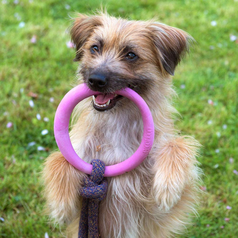 Beco Pets Hoop on Rope - Natural Rubber Hoop and Cotton Rope Tug and Chew Toy for Dogs - S - Blue - PawsPlanet Australia