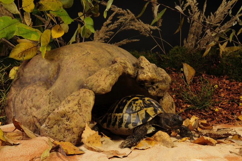 Exo Terra Tortoise Cave 28 x 19 x 39 cm - PawsPlanet Australia