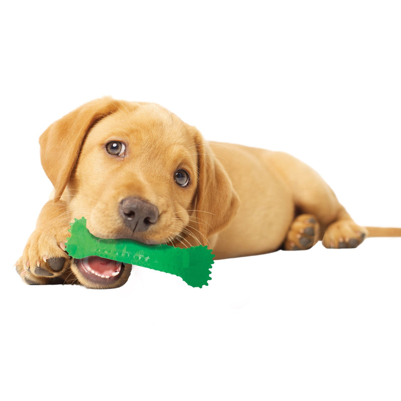 [Australia] - Nylabone Dental Kit for Small Puppies 