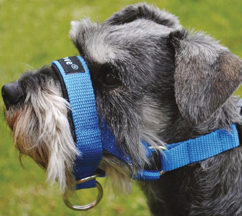 [Australia] - Dog Head Collar Halter Blue 5 Sizes M: 8.25"-10.25" Snout 