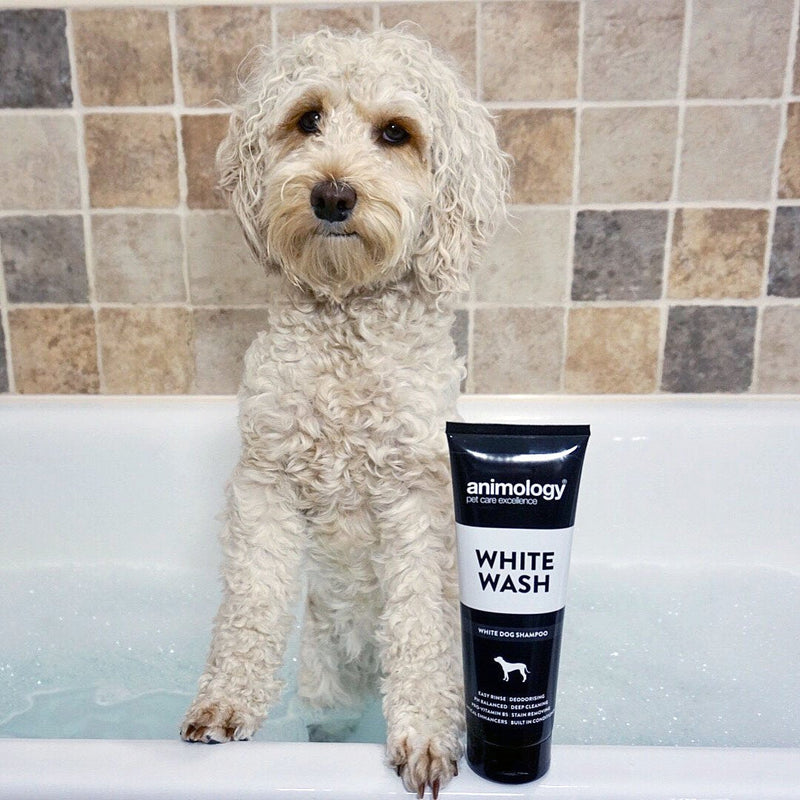 ANIMOLOGY White Wash Shampoo  Dog Coat Enhancer Formula  Dog Shampoo for Dirt and Dust Removal  Reduces Irritation Chance - Pet Shampoo with Dog Conditioners and Vitamin B5 for a Pleasant Dog Bath- 250ml - PawsPlanet Australia