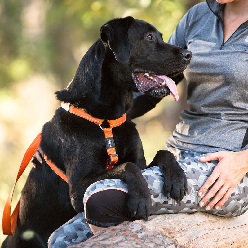 Reflective Adjustable Dog H Harness for Extra Large Dogs; matching collar and leash available, Red - PawsPlanet Australia