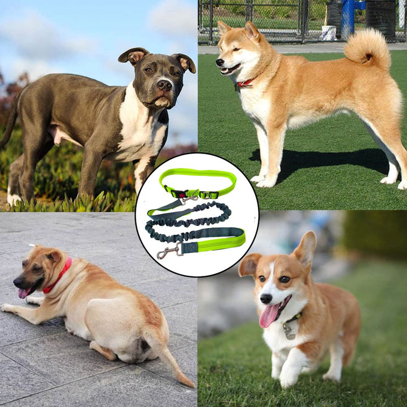 QitinDasen Hands-Free Dog Leash, Green Adjustable Waist Belt and Gray Stretchy Bungee Leash, Jogging Dog Leash with Reflective Stitching - PawsPlanet Australia