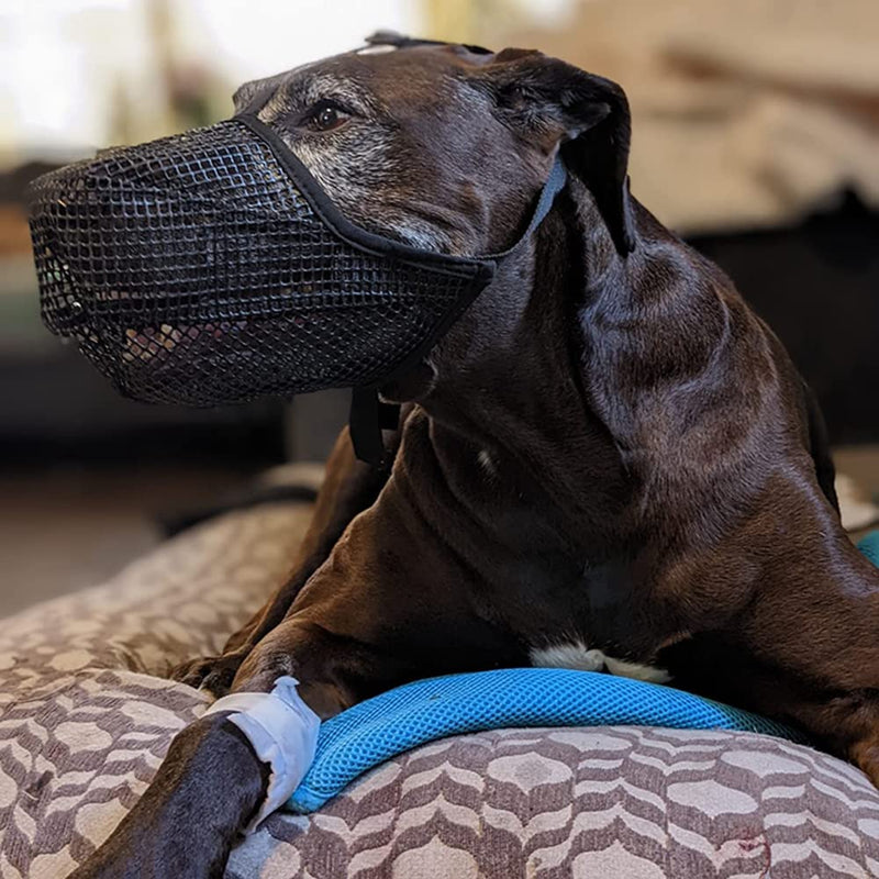 JVHLOV Dog Muzzle for Large Dog, Prevents Biting, Barking and Chewing, Dog Muzzle with Mesh and Adjustable Loop, Muzzle with Safety Strap for Small (M) M - PawsPlanet Australia